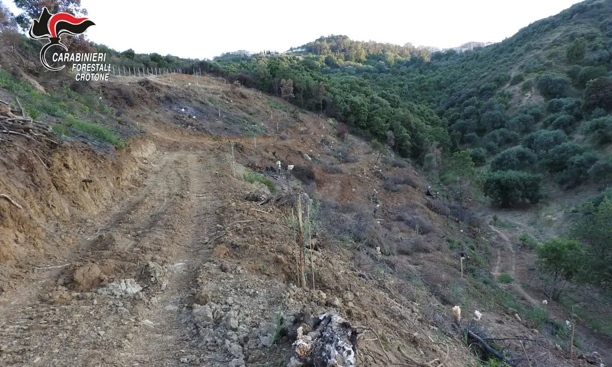 Cirò, abbattimento di alberi senza autorizzazione: denunciato 76enne