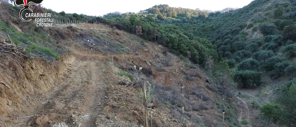 Cirò, abbattimento di alberi senza autorizzazione: denunciato 76enne