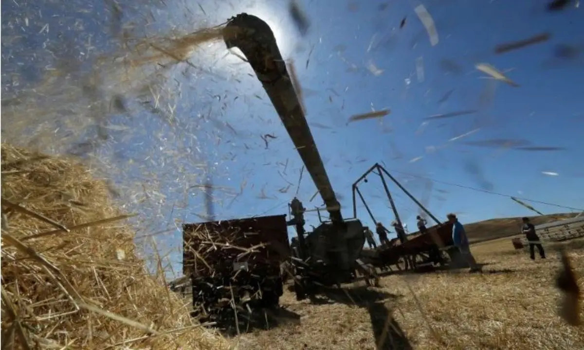 Piemonte, bimbo di 10 anni muore travolto da un getto di grano appena trebbiato