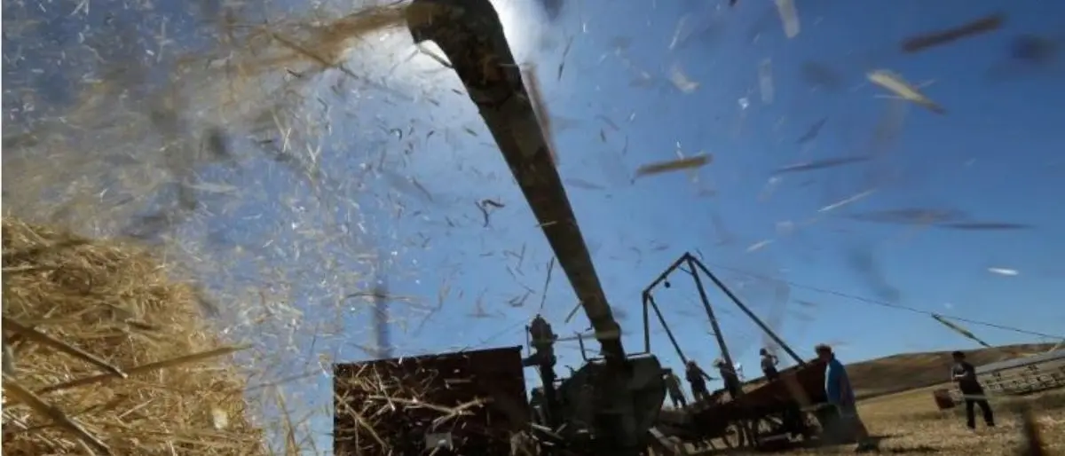 Piemonte, bimbo di 10 anni muore travolto da un getto di grano appena trebbiato