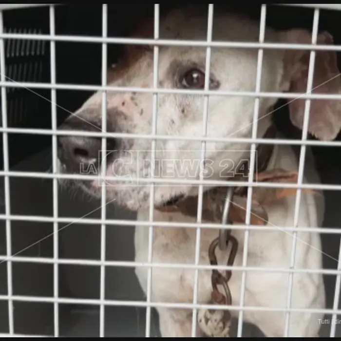 Cani maltrattati fino alla morte e carcasse in celle frigo non funzionanti: 17 indagati nel Reggino