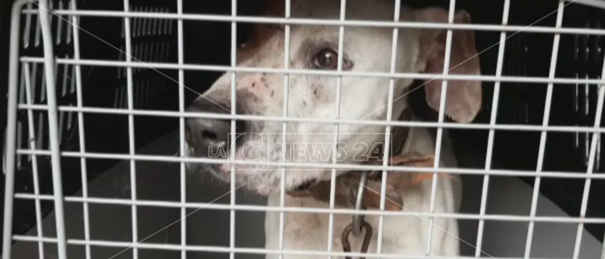 Cani maltrattati fino alla morte e carcasse in celle frigo non funzionanti: 17 indagati nel Reggino