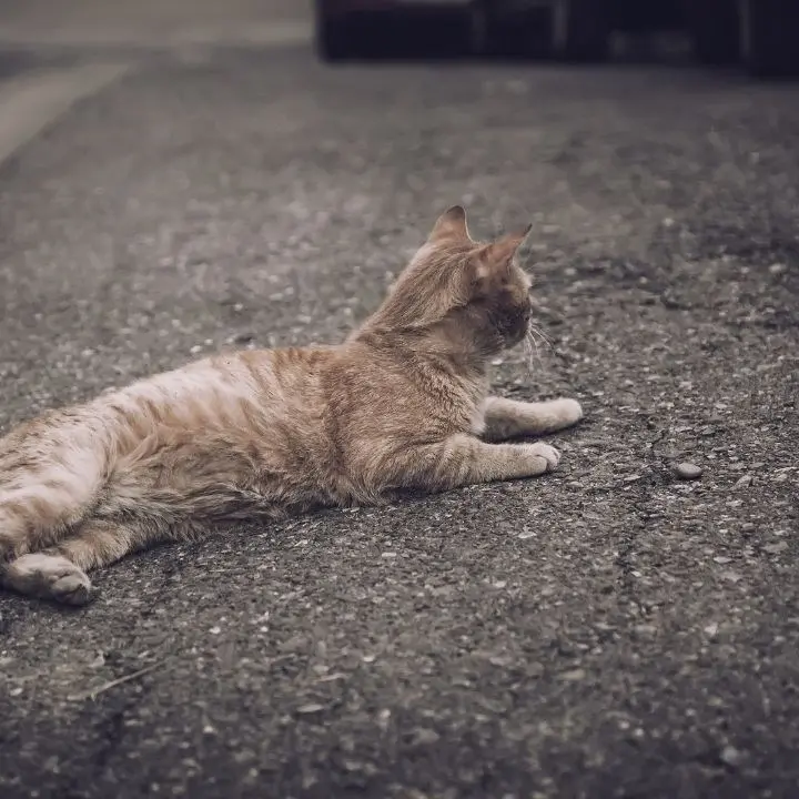 Gatto ucciso a bastonate a San Nicola Arcella, il Comune: «Comportamento criminale e disumano»