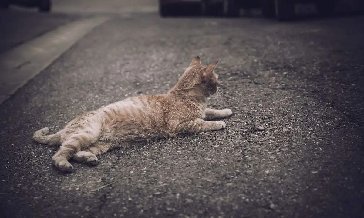 Gatto ucciso a bastonate a San Nicola Arcella, il Comune: «Comportamento criminale e disumano»