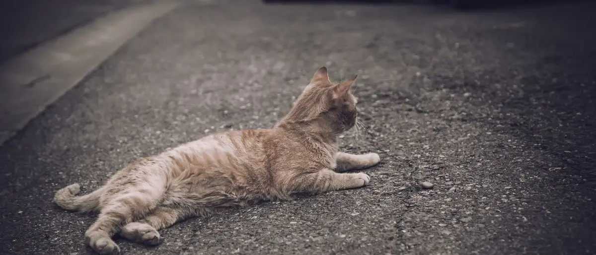 Gatto ucciso a bastonate a San Nicola Arcella, il Comune: «Comportamento criminale e disumano»