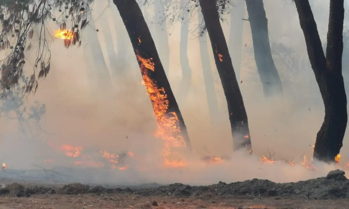 Vasto incendio alla pineta di Sibari, a rischio un villaggio turistico con 350 ospiti