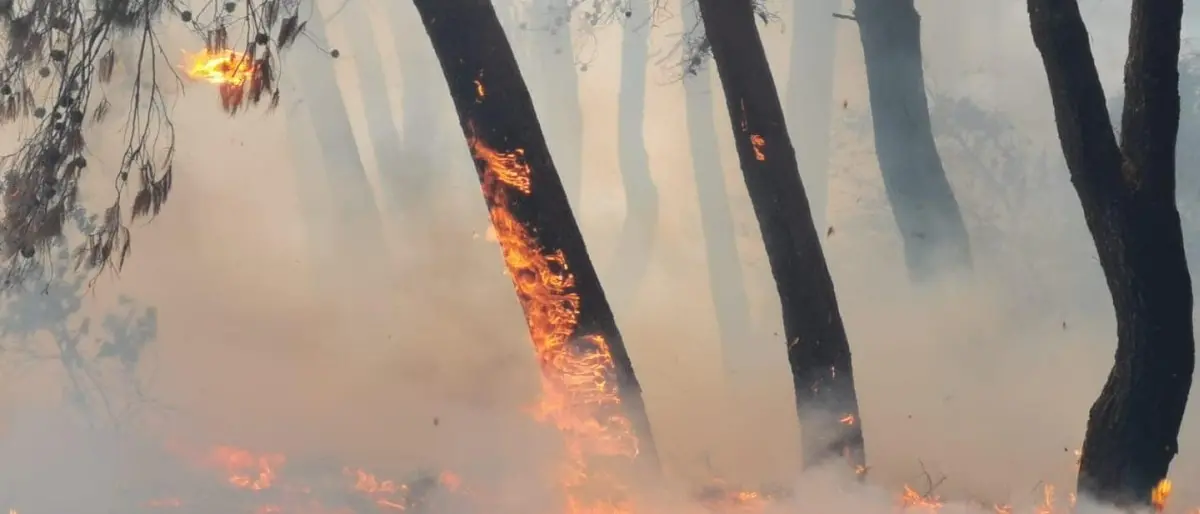Vasto incendio alla pineta di Sibari, a rischio un villaggio turistico con 350 ospiti