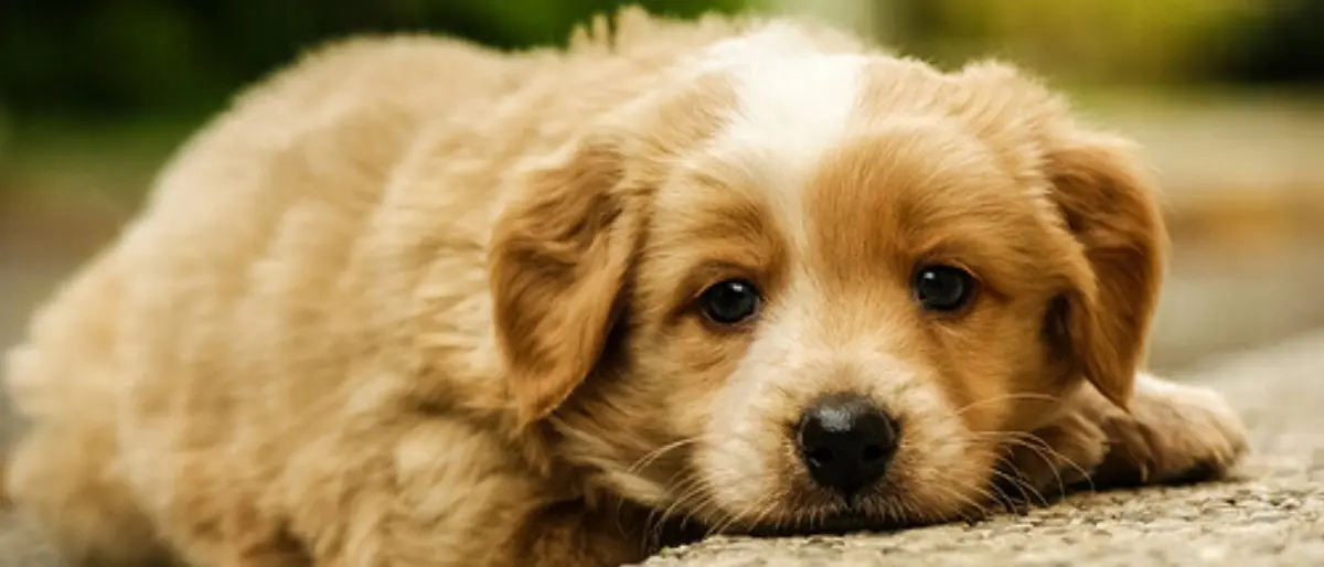 Follia a Praia, uccide il proprio cane in spiaggia dopo averlo torturato: denunciato