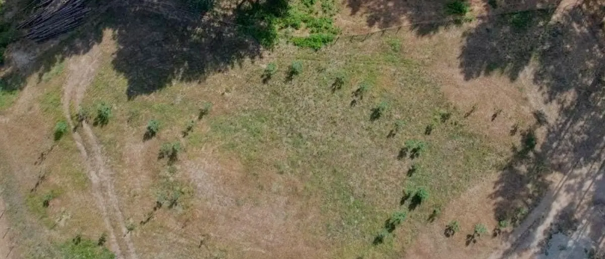 Musica, arte e letteratura nel Parco nazionale della Sila: ecco il Siluna 2021