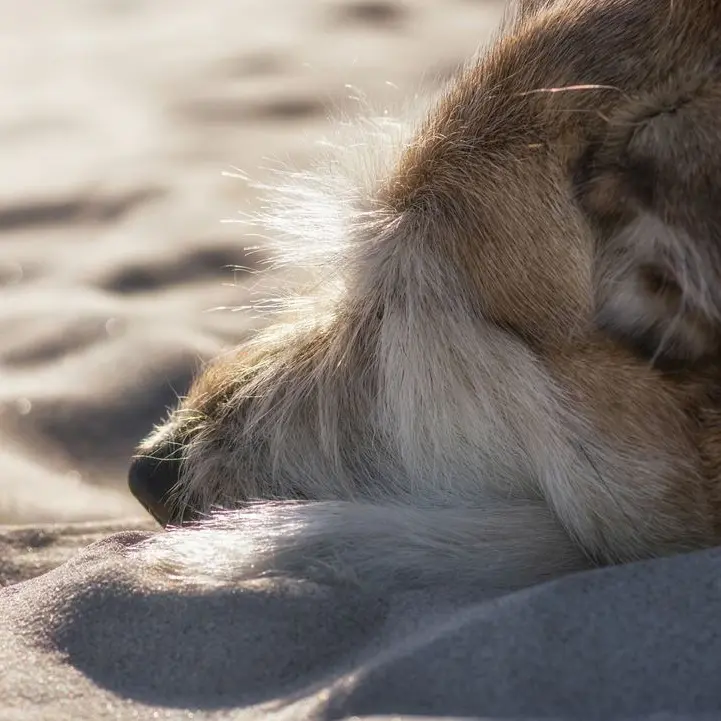 Praia, uccide il proprio cane in spiaggia dopo averlo torturato: il Comune si costituirà parte civile