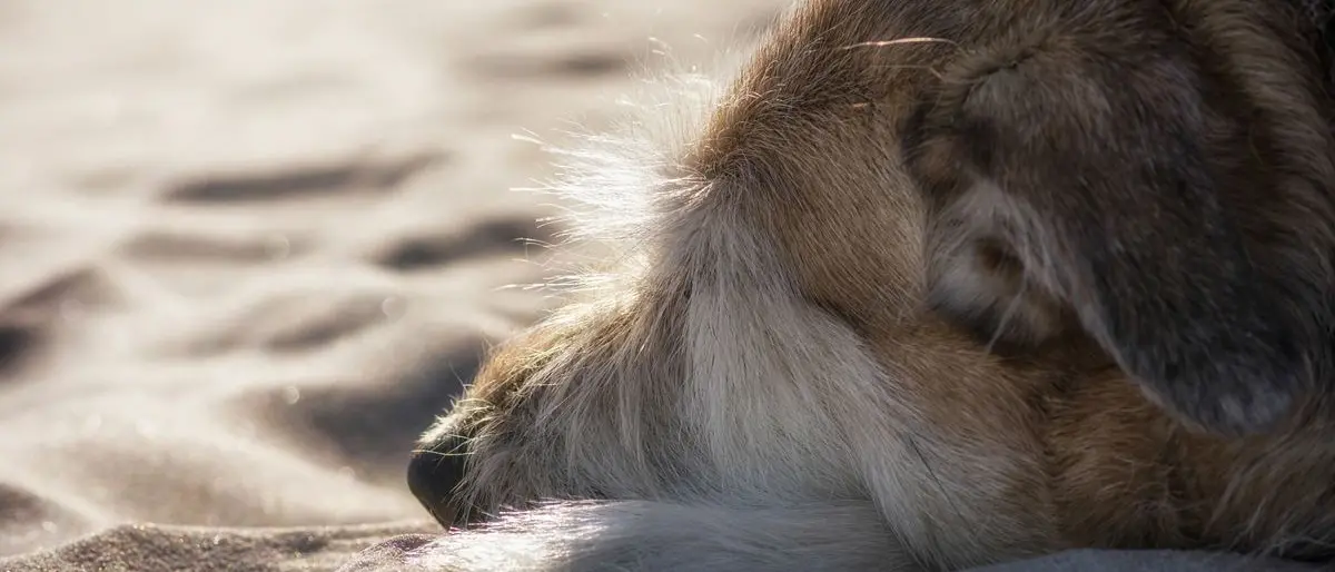 Praia, uccide il proprio cane in spiaggia dopo averlo torturato: il Comune si costituirà parte civile