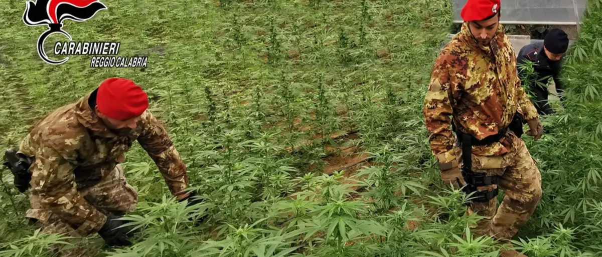 Scoperta una piantagione di marijuana nel Reggino: avrebbe fruttato migliaia di euro
