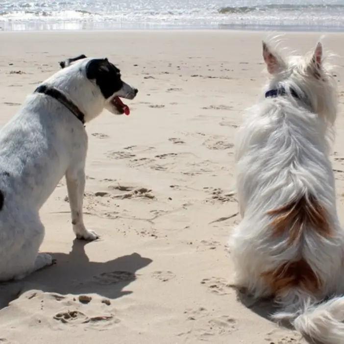 A Parghelia spiaggia vietata ai cani: l’Enpa Vibo sul piede di guerra