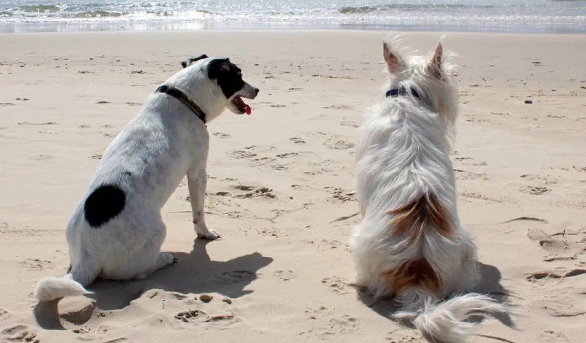 A Parghelia spiaggia vietata ai cani: l’Enpa Vibo sul piede di guerra