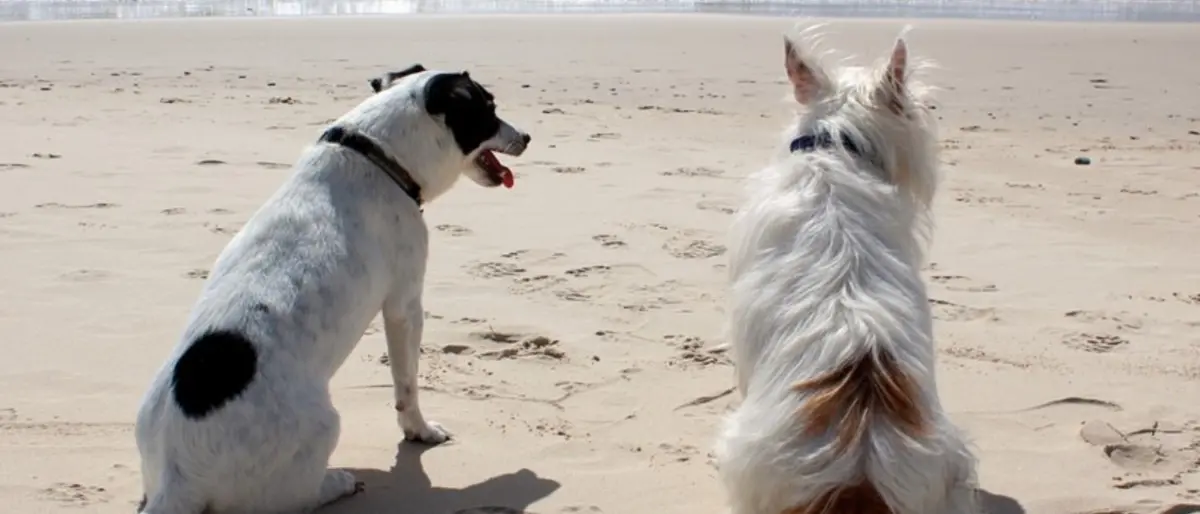 A Parghelia spiaggia vietata ai cani: l’Enpa Vibo sul piede di guerra