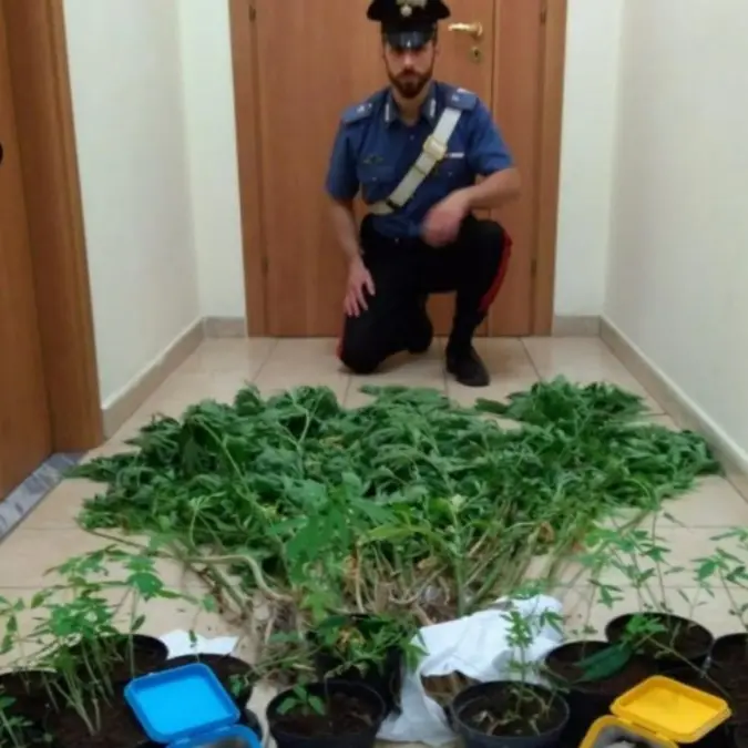 Vallefiorita, 64 piante di marijuana nel giardino di casa: arrestato 67enne