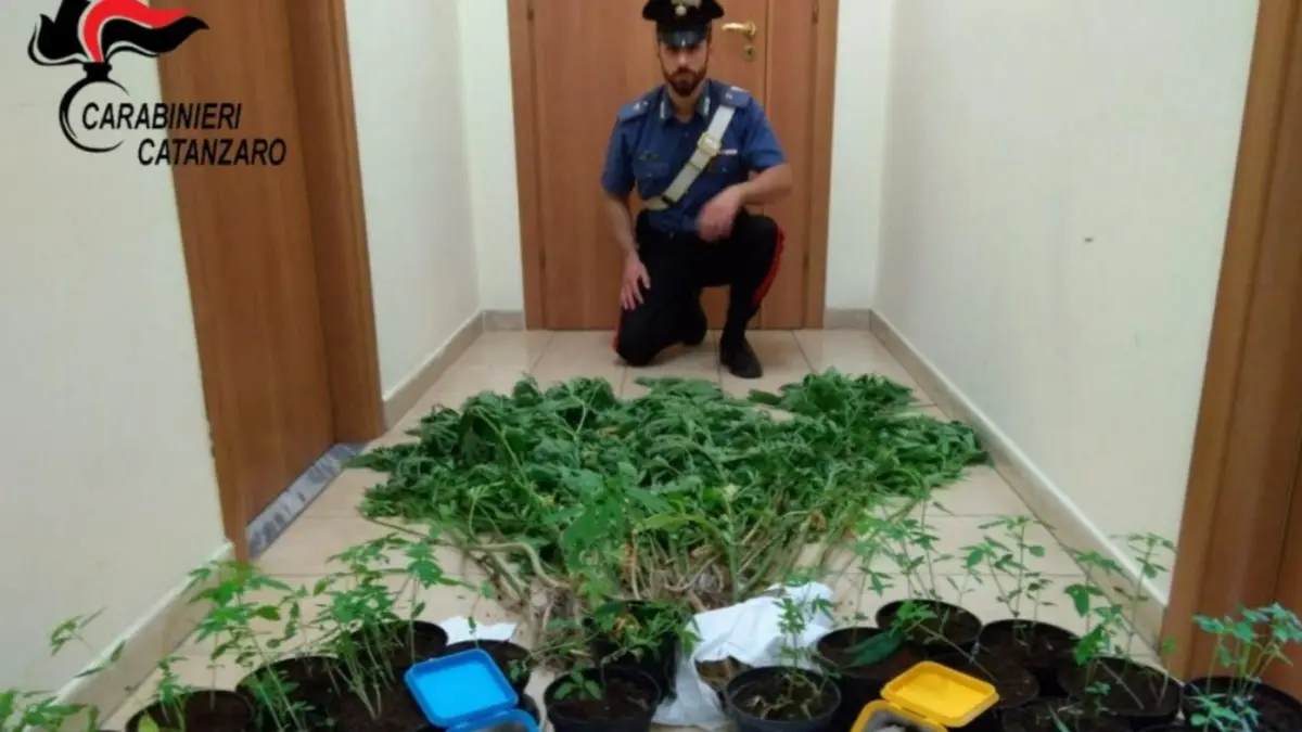 Vallefiorita, 64 piante di marijuana nel giardino di casa: arrestato 67enne