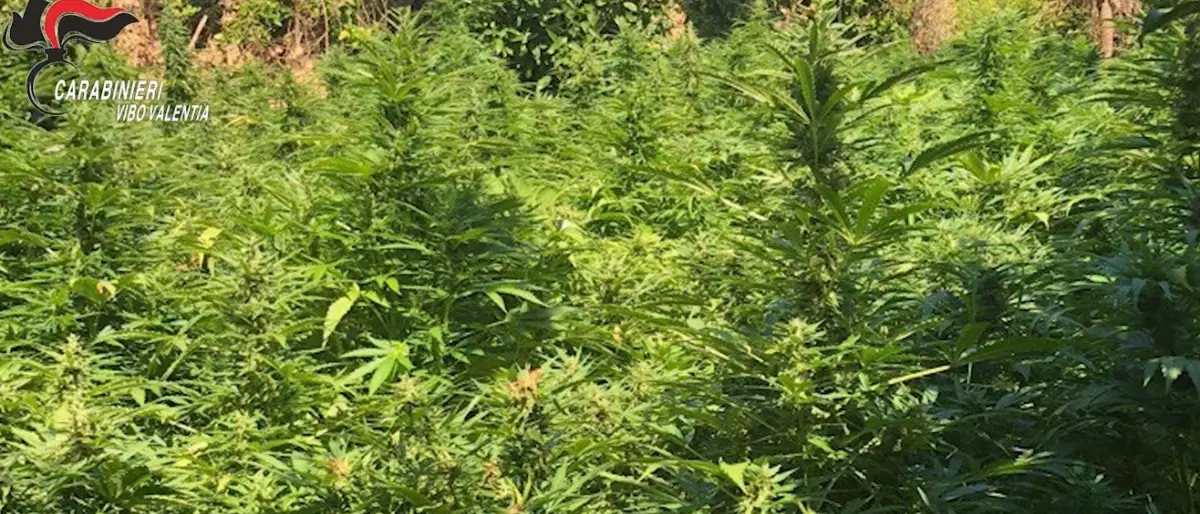 Scoperta e distrutta piantagione di marijuana nel Vibonese