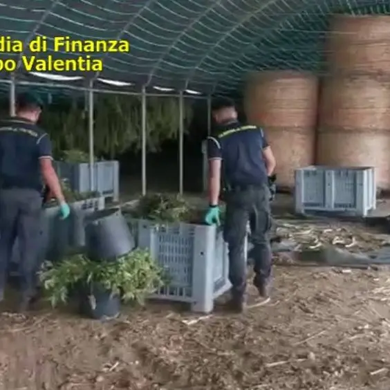 Quintali di marijuana coltivati a Pizzo dalla cooperativa Santacroce: 4 condanne e un’assoluzione