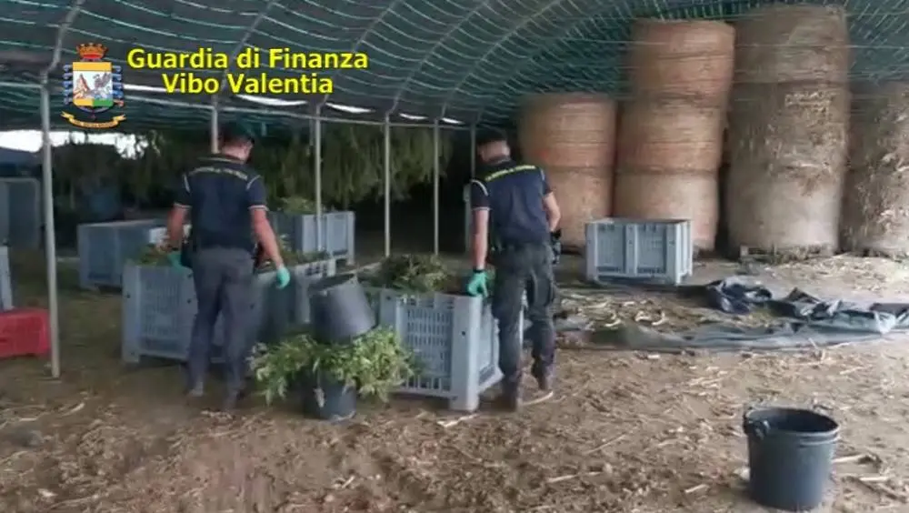 Quintali di marijuana coltivati a Pizzo dalla cooperativa Santacroce: 4 condanne e un’assoluzione