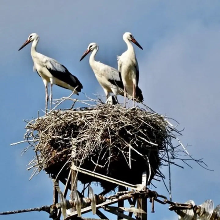 Nascite record di cicogne bianche in Calabria: quest'anno 96, ecco dove