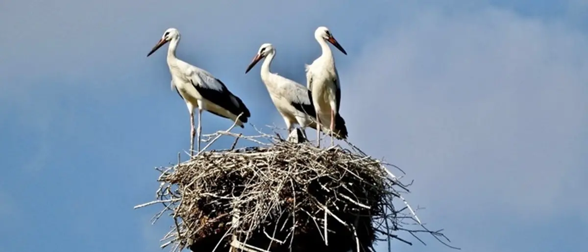 Nascite record di cicogne bianche in Calabria: quest'anno 96, ecco dove