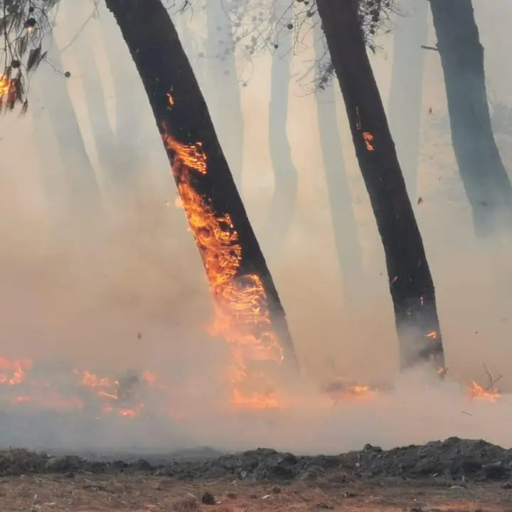 Sorpreso ad appiccare incendi lungo la strada nel Cosentino: arrestato 55enne