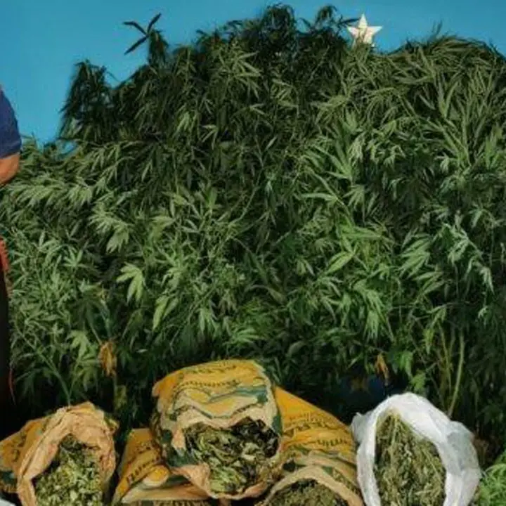 Isola Capo Rizzuto, coltivazione e spaccio di marijuana: arrestato 40enne