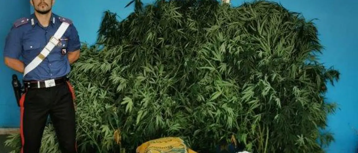 Isola Capo Rizzuto, coltivazione e spaccio di marijuana: arrestato 40enne
