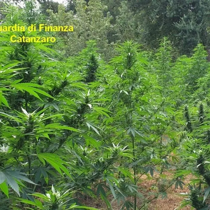 Maxisequestro di droga nel Catanzarese: rinvenute oltre 3mila piante di marijuana