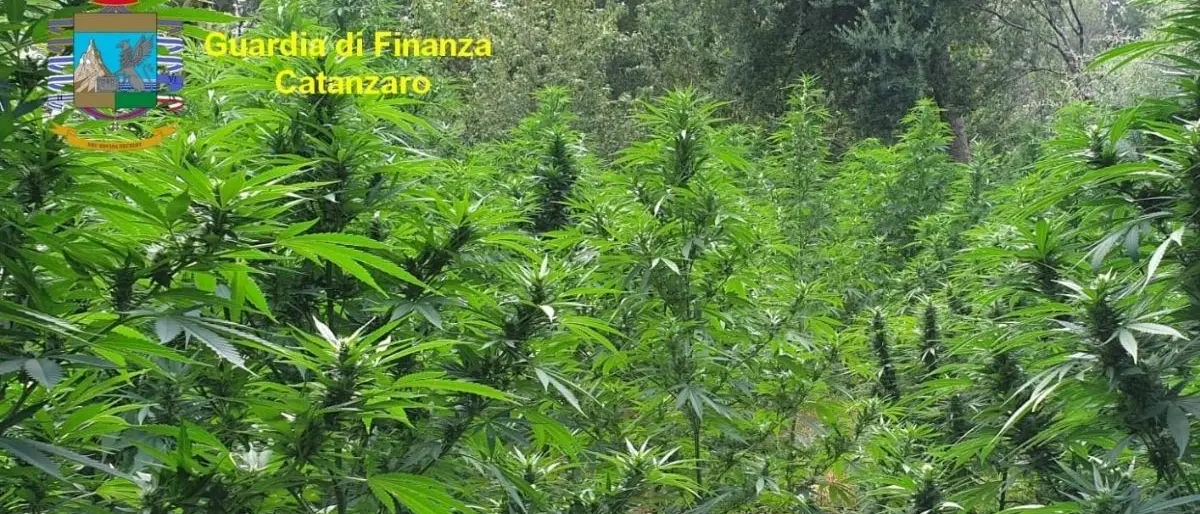 Maxisequestro di droga nel Catanzarese: rinvenute oltre 3mila piante di marijuana