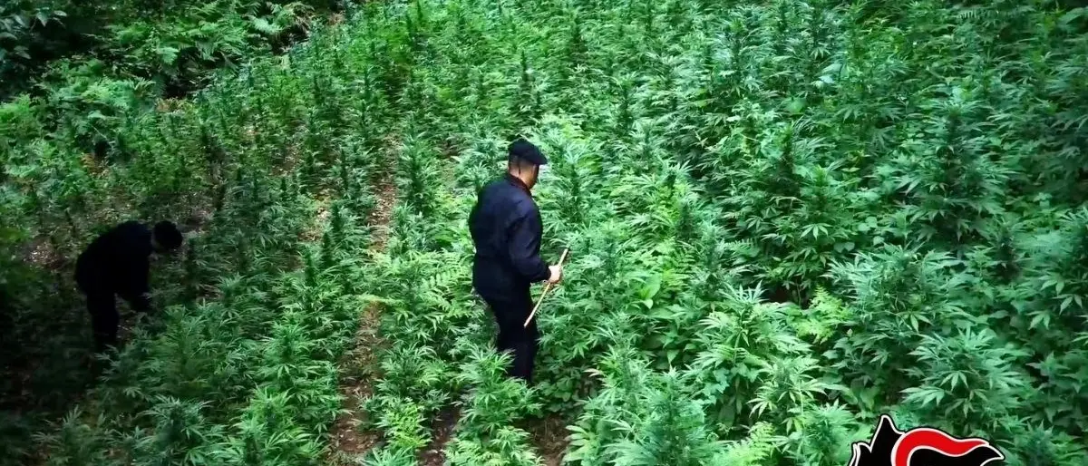 Produzione e spaccio di droga nel Reggino: un arresto, una denuncia e 125 piante di marijuana sequestrate