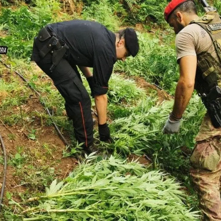 Oltre 1200 piante di marijuana scoperte e sequestrate nei boschi del Reggino