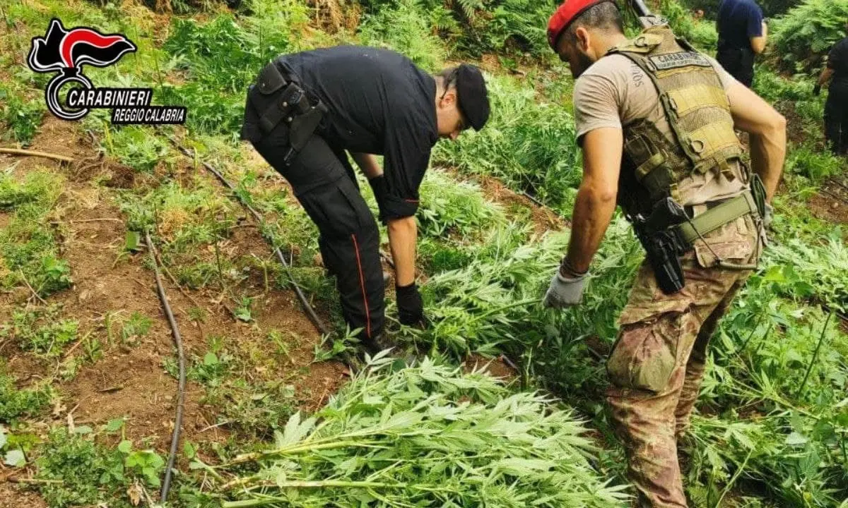 Oltre 1200 piante di marijuana scoperte e sequestrate nei boschi del Reggino