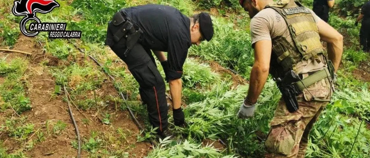 Oltre 1200 piante di marijuana scoperte e sequestrate nei boschi del Reggino