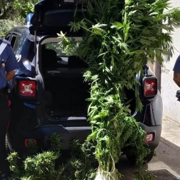 Coltivava marijuana tra gli ortaggi di stagione: arrestato 57enne nel Catanzarese