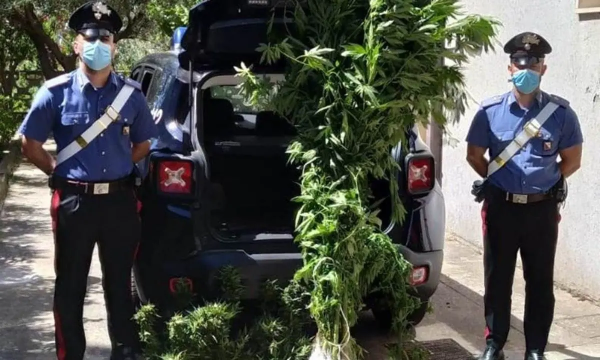 Coltivava marijuana tra gli ortaggi di stagione: arrestato 57enne nel Catanzarese