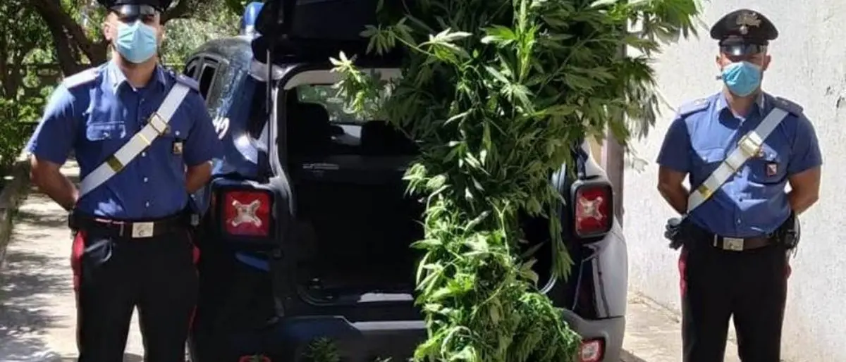 Coltivava marijuana tra gli ortaggi di stagione: arrestato 57enne nel Catanzarese