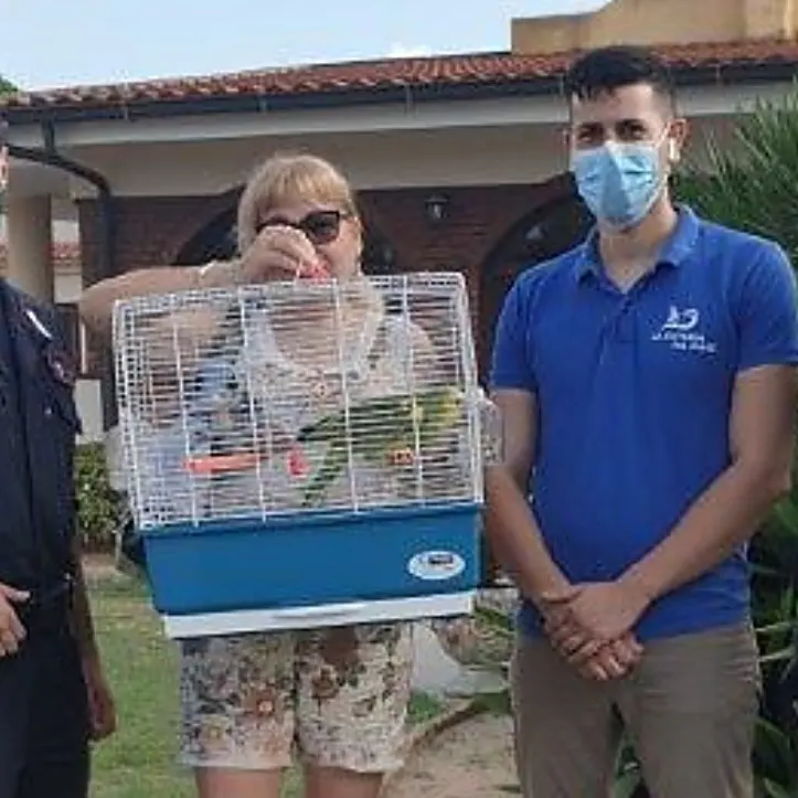 Ricadi, pappagallo in fuga recuperato e restituito alla proprietaria