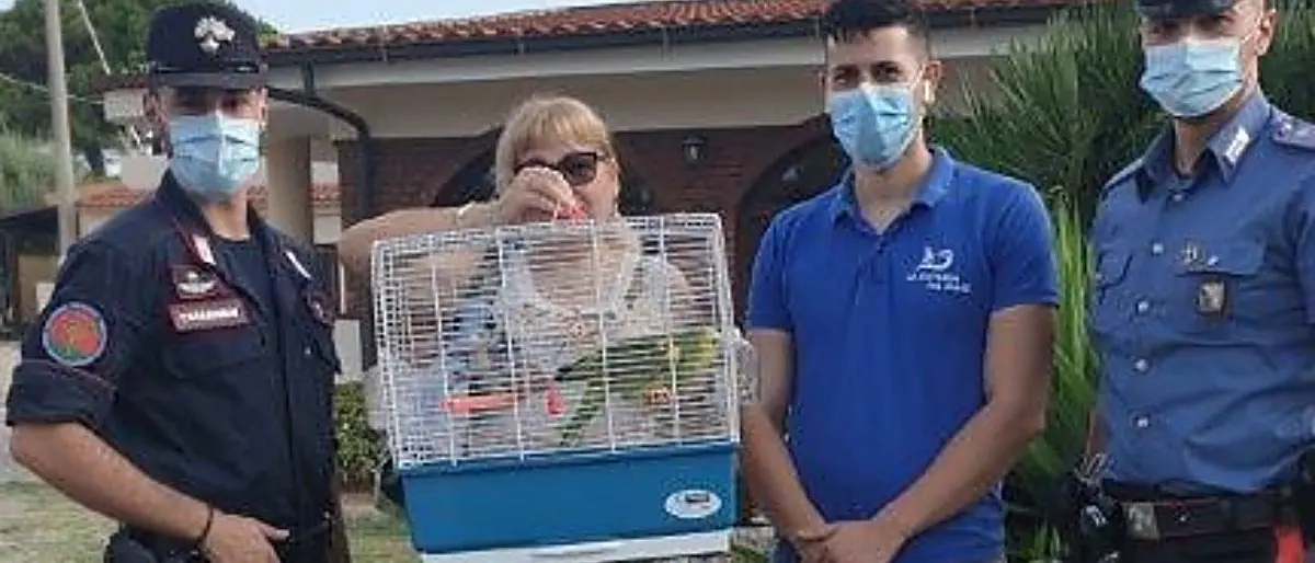 Ricadi, pappagallo in fuga recuperato e restituito alla proprietaria