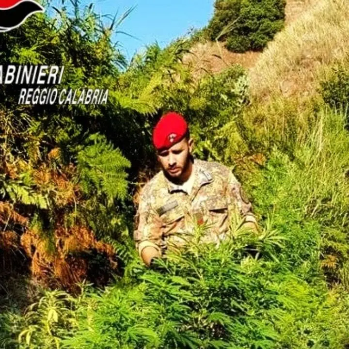Piantagione di marijuana scoperta dai carabinieri nella Locride: distrutte 740 piante
