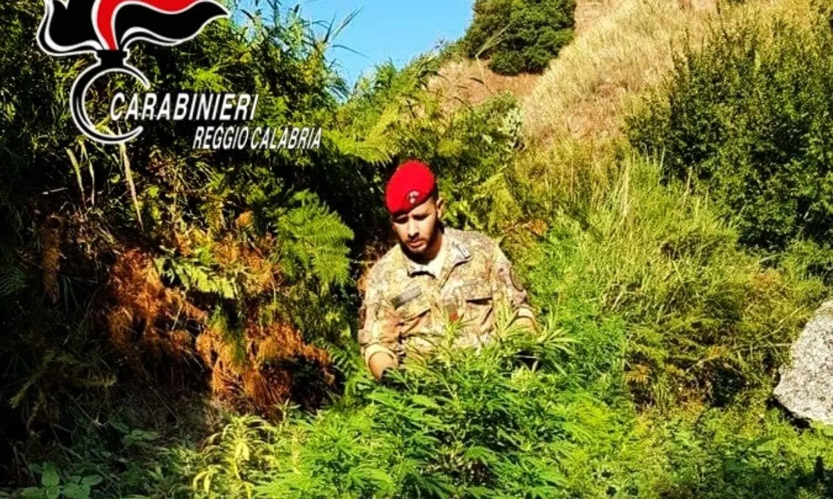 Piantagione di marijuana scoperta dai carabinieri nella Locride: distrutte 740 piante