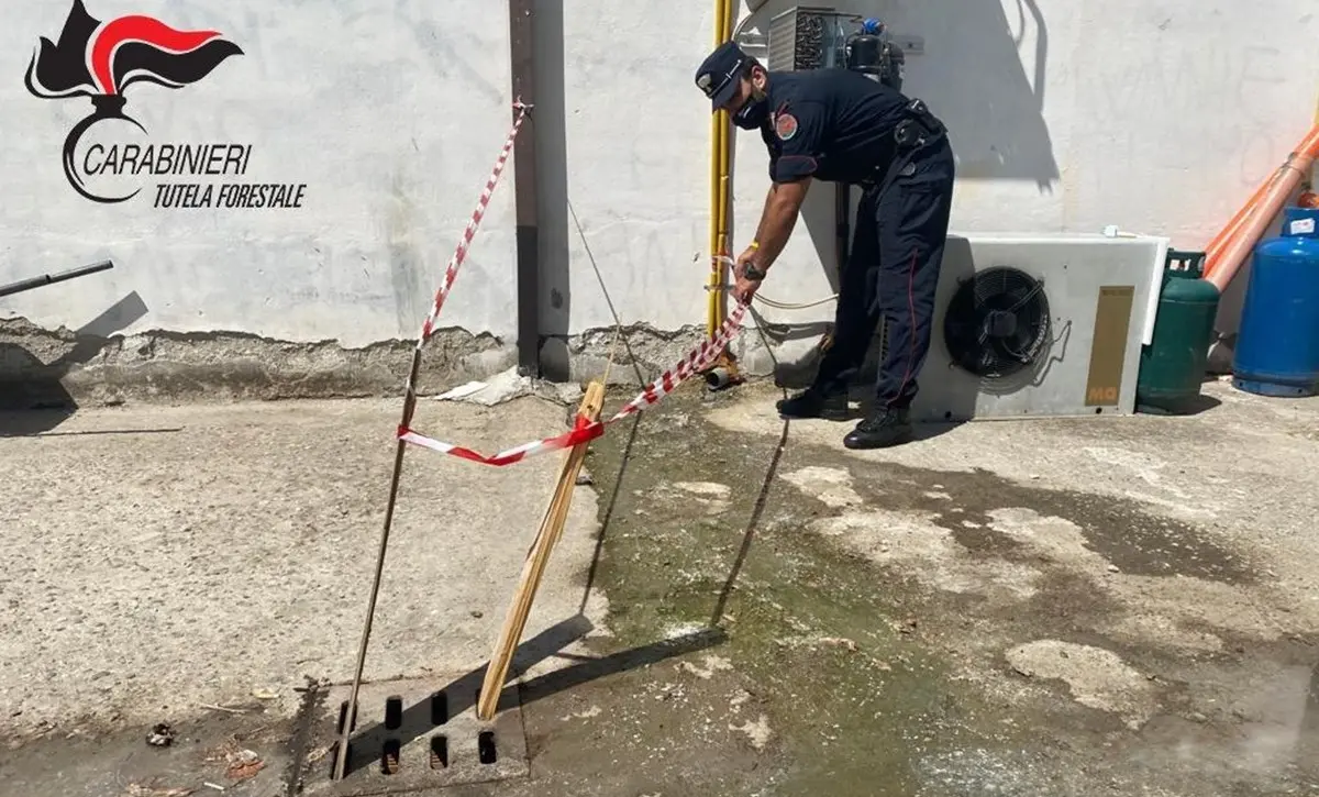 Montalto, smaltiva illecitamente reflui caseari e di macelleria: denunciato il titolare di un supermercato