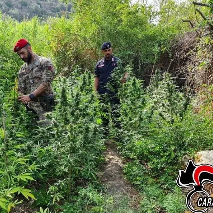 Scoperta nuova piantagione di marijuana nella Locride: arrestati tre giovani