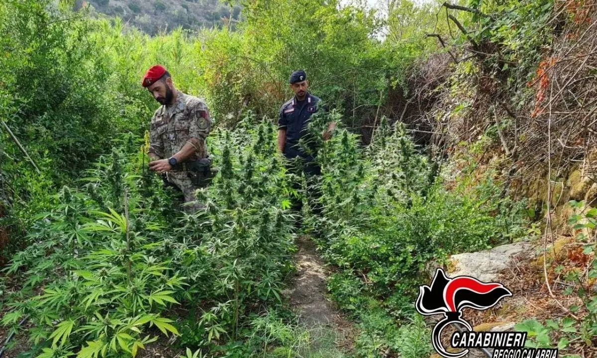 Scoperta nuova piantagione di marijuana nella Locride: arrestati tre giovani