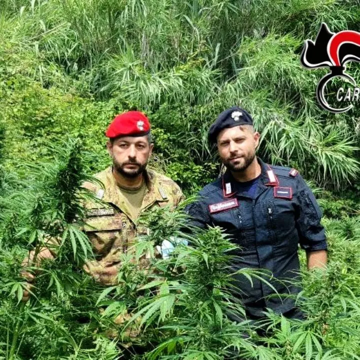 Piana Gioia Tauro, sequestrate e distrutte 4mila piante di marijuana nelle ultime settimane
