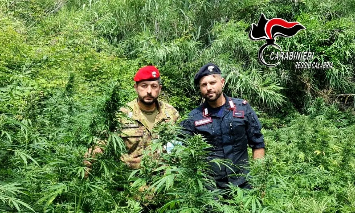 Piana Gioia Tauro, sequestrate e distrutte 4mila piante di marijuana nelle ultime settimane