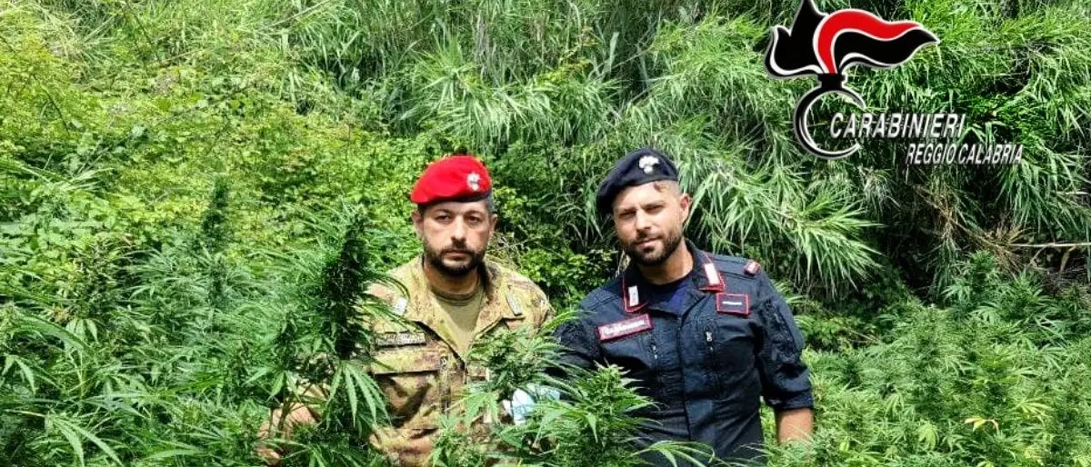 Piana Gioia Tauro, sequestrate e distrutte 4mila piante di marijuana nelle ultime settimane