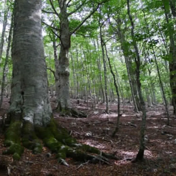 Le antiche faggete di Aspromonte e Pollino proclamate patrimonio dell’umanità Unesco