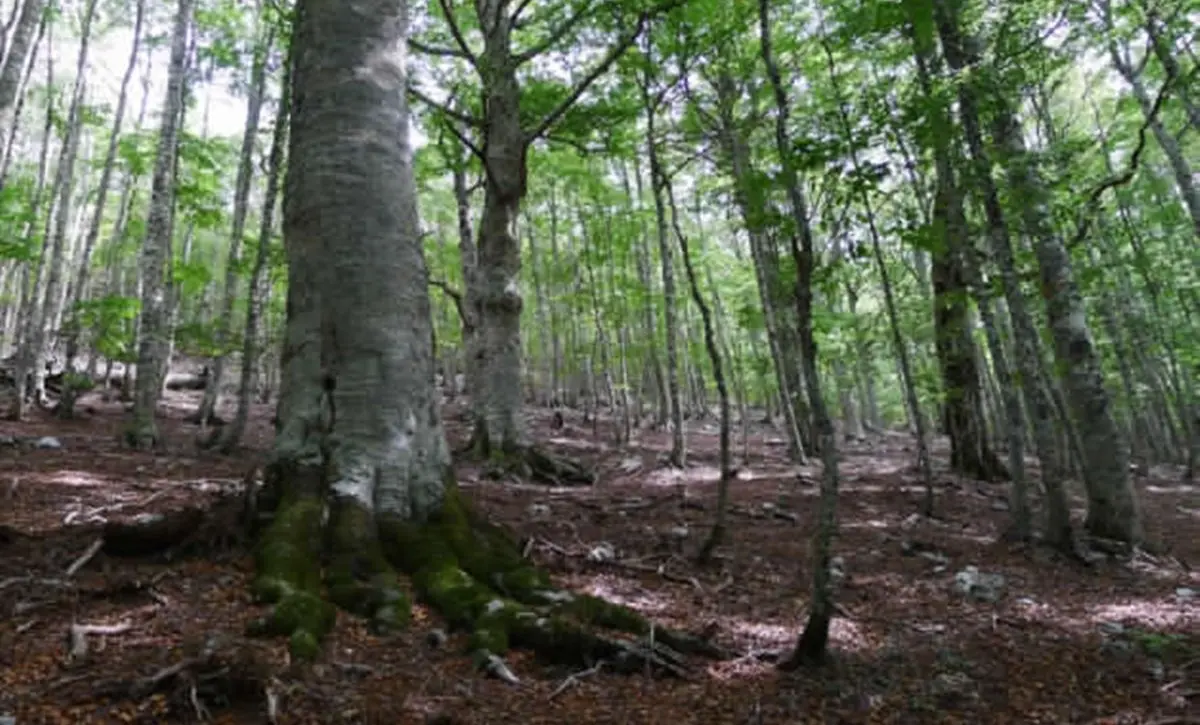 Le antiche faggete di Aspromonte e Pollino proclamate patrimonio dell’umanità Unesco